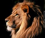 African Canvas Paintings - African Lion